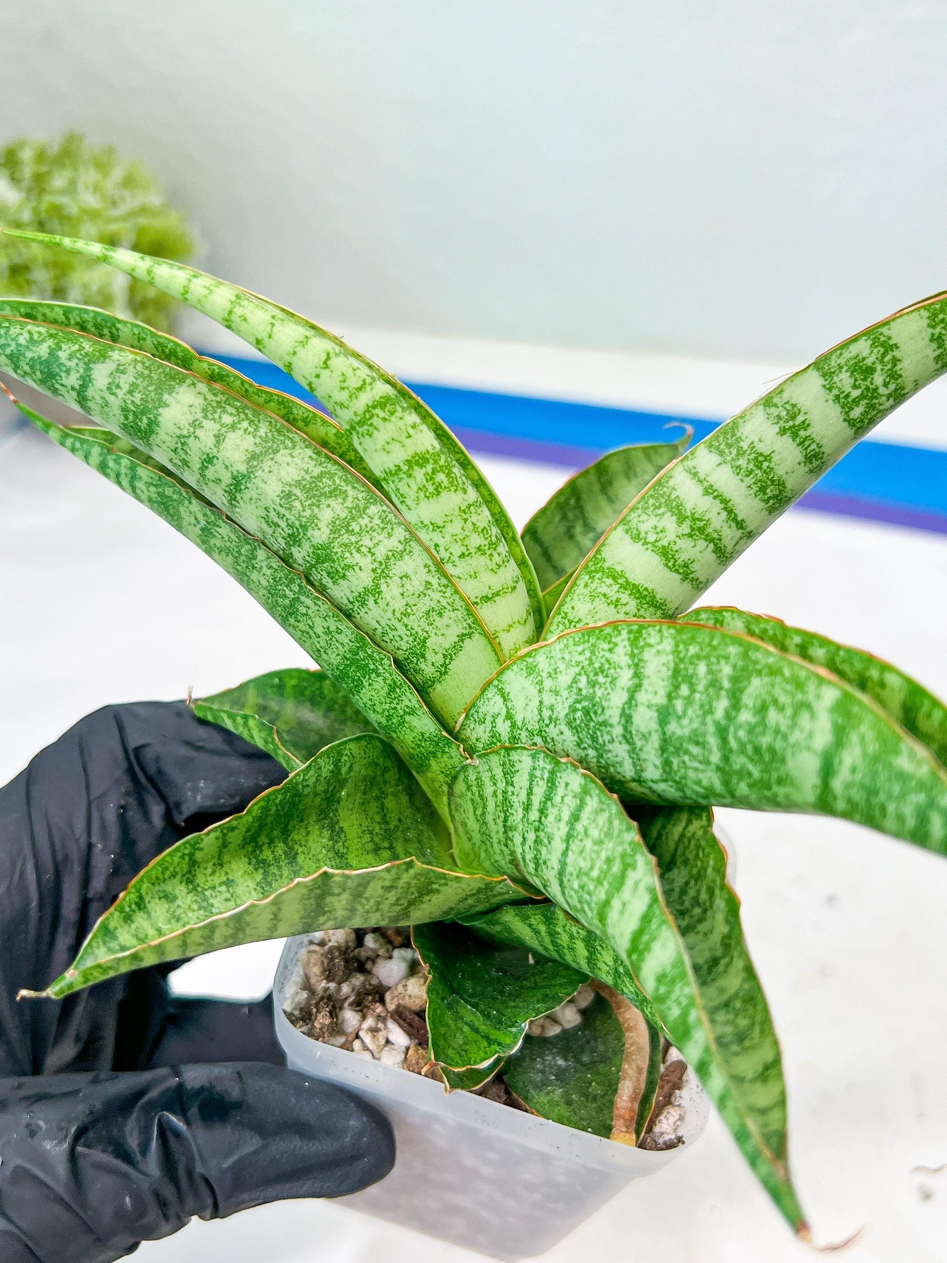 Sansevieria Cordova x cordova Mutated (#Ba54) | Imported Plants