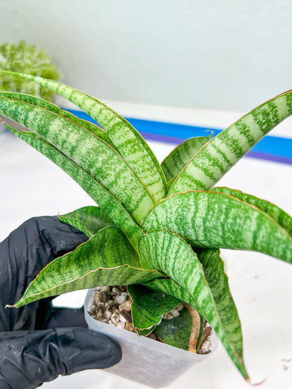 Sansevieria Cordova x cordova Mutated (#Ba54) | Imported Plants