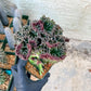 Lactea Crested Grafted Purple/Green | Imported | Mermaid Fin Plant