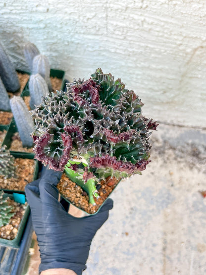 Lactea Crested Grafted Purple/Green | Imported | Mermaid Fin Plant