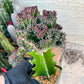 Lactea Crested Grafted Purple/Green | Imported | Mermaid Fin Plant