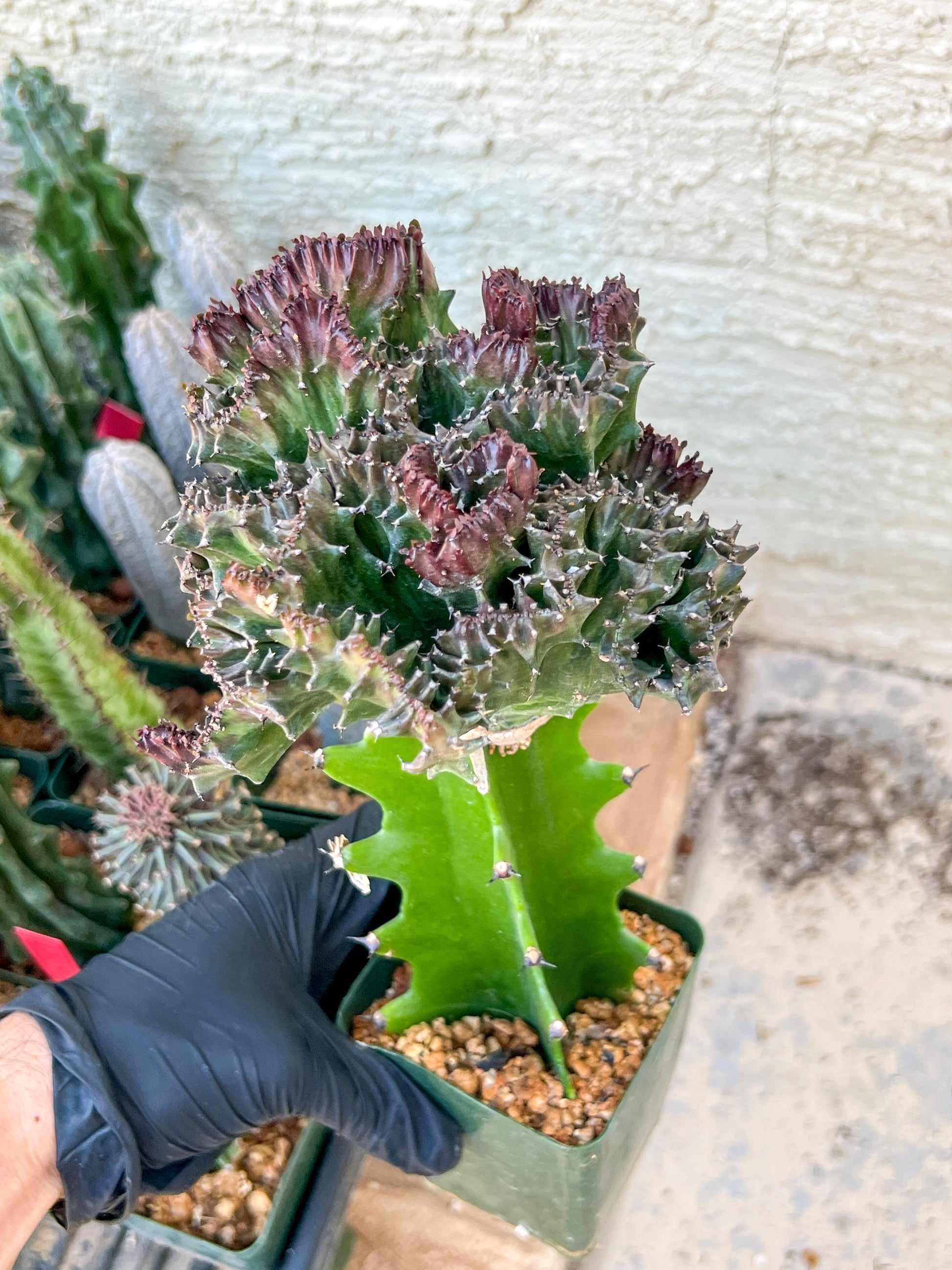 Lactea Crested Grafted Purple/Green | Imported | Mermaid Fin Plant