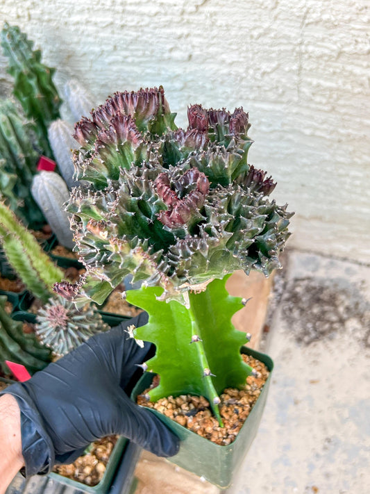 Lactea Crested Grafted Purple/Green | Imported | Mermaid Fin Plant