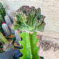 Lactea Crested Grafted Purple/Green | Imported | Mermaid Fin Plant