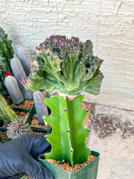 Lactea Crested Grafted Purple/Green | Imported | Mermaid Fin Plant