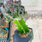 Lactea Crested Grafted Purple/Green | Imported | Mermaid Fin Plant