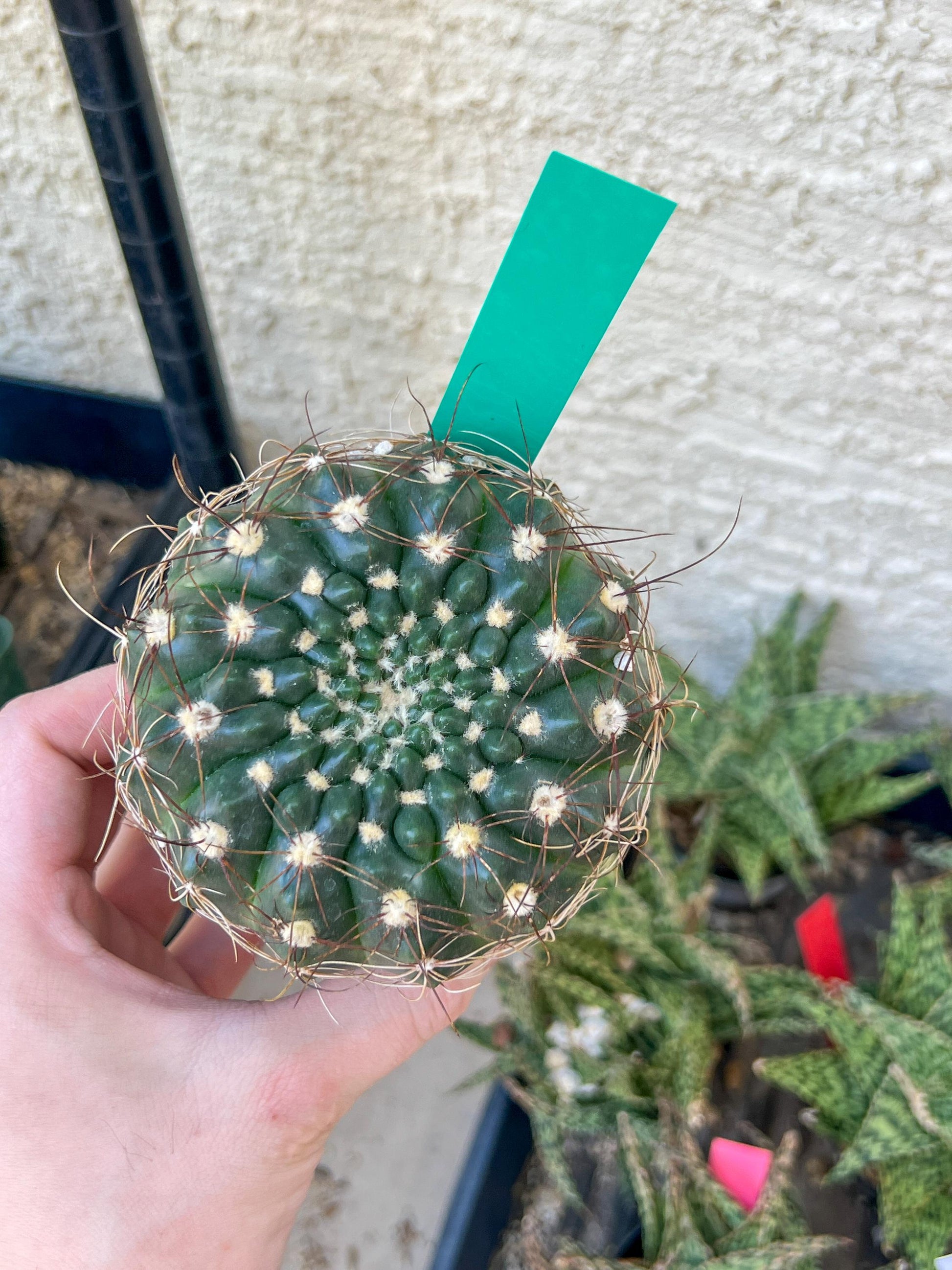 Notocactus Uebelmannianus | Rare succulent | 3.5" Planter