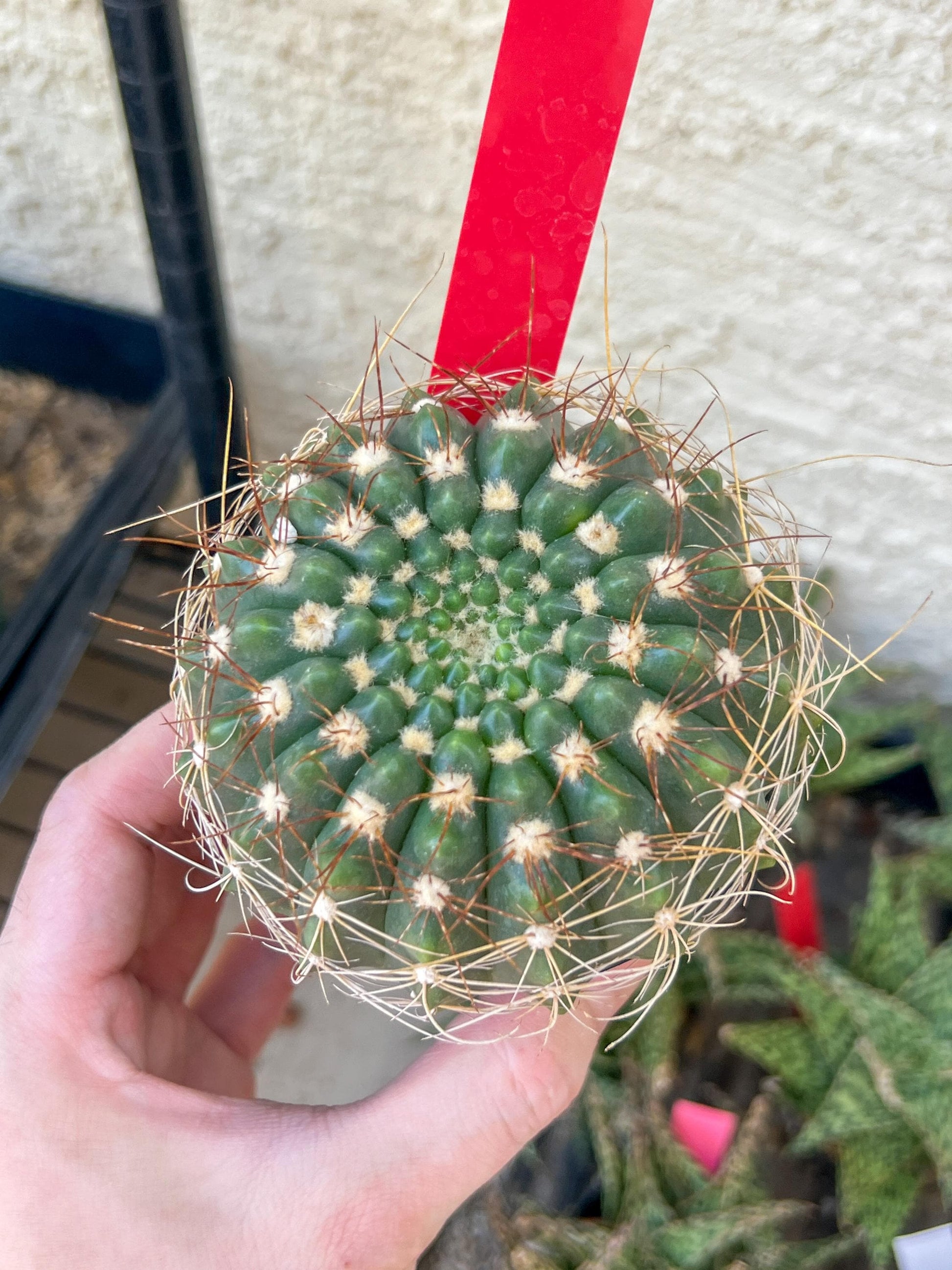 Notocactus Uebelmannianus | Rare succulent | 3.5" Planter