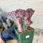 Lactea Crested Grafted Shot body | Imported | Mermaid Fin Plant