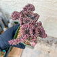 Lactea Crested Grafted Shot body | Imported | Mermaid Fin Plant