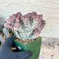Lactea Crested Grafted Shot body | Imported | Mermaid Fin Plant