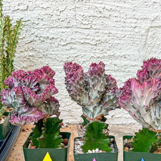 Large Lactea Crested Grafted More Pink | Imported Cactus | Rare Succulent