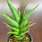 Sansevieria Teacher (#Ba49) | Parent Plant (pinguicula X Gabriella)
