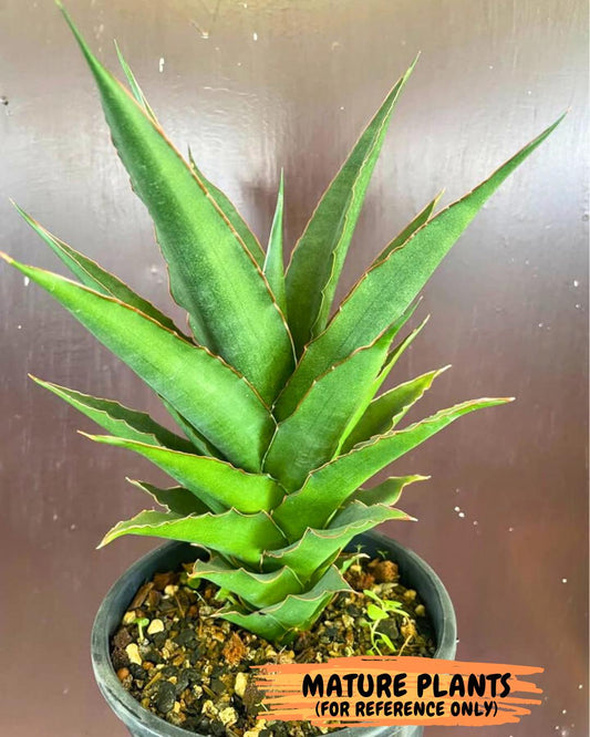 Sansevieria Teacher (#Ba49) | Parent Plant (pinguicula X Gabriella)
