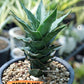 Sansevieria Wulan (#Ba52) | Imported Plants | Rare Hybrid Species