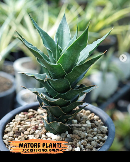 Sansevieria Wulan (#Ba52) | Imported Plants | Rare Hybrid Species