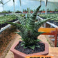 Sansevieria Xiena (#Ba53) | Imported Plants | Rare Hybrid Species