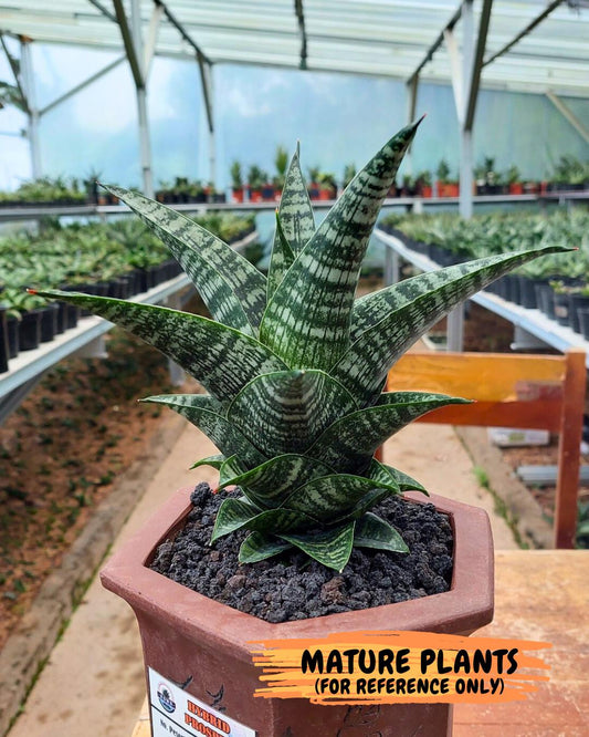 Sansevieria Xiena (#Ba53) | Imported Plants | Rare Hybrid Species
