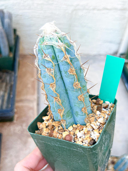 Pilosocereus Pachycladus | Cactus Plants | Imported Plants