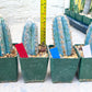 Pilosocereus Pachycladus | Cactus Plants | Imported Plants