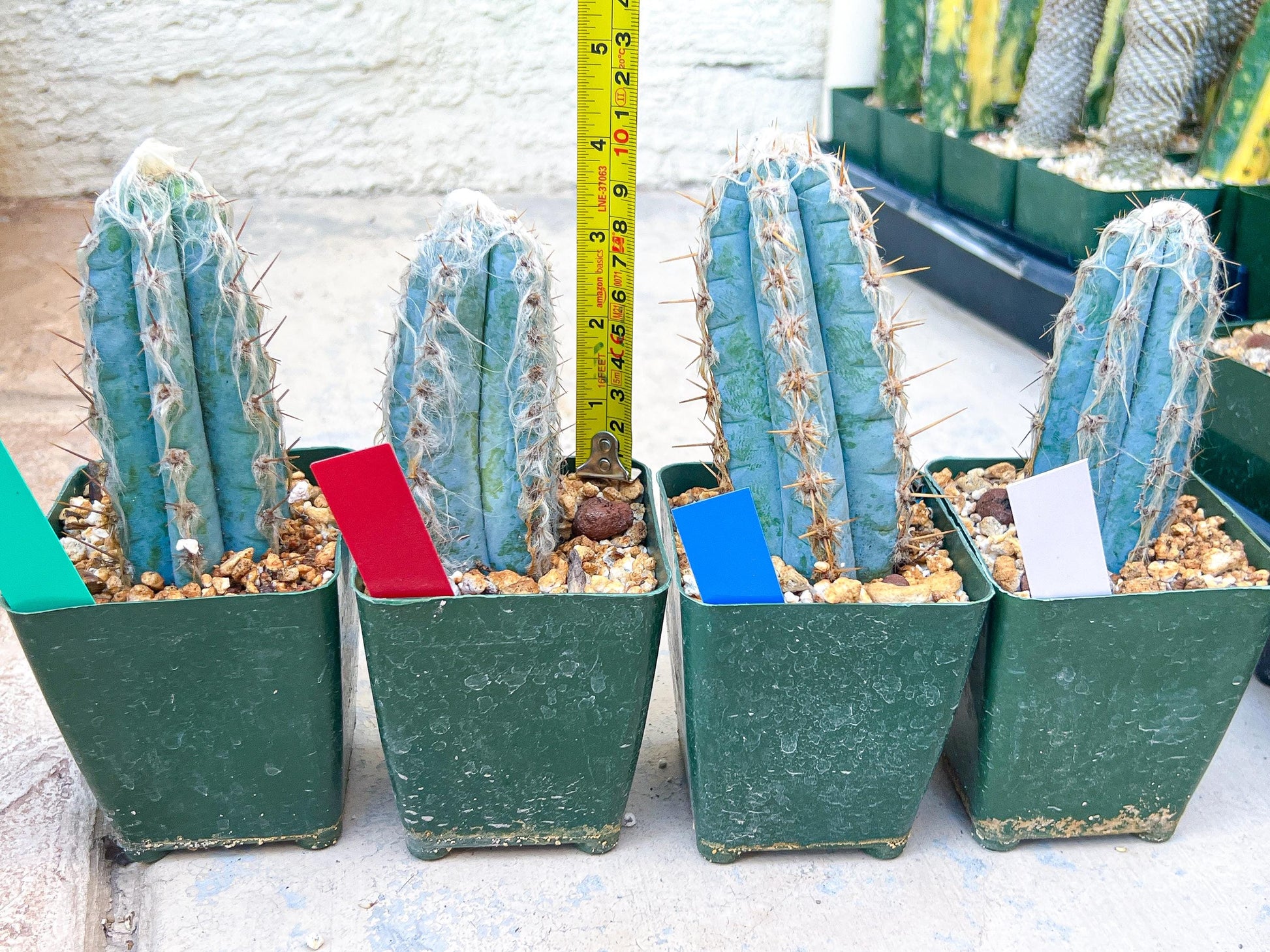 Pilosocereus Pachycladus (White) | Imported Plants