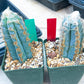 Pilosocereus Pachycladus | Cactus Plants | Imported Plants