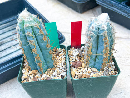 Pilosocereus Pachycladus | Cactus Plants | Imported Plants