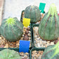Euphorb obesa | Cactus Plants | Imported Plants