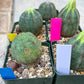 Euphorb obesa | Cactus Plants | Imported Plants