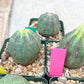 Euphorb obesa | Cactus Plants | Imported Plants