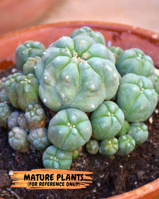 Spineless cactus Cluster (G-R-O) | imported Plants
