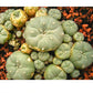 Spineless cactus Cluster (G-R-O) | imported Plants