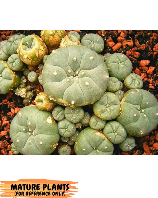 Spineless cactus Cluster (G-R-O) | imported Plants