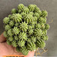 Sepulta Cluster Cactus | Imported Cactus | Rare Succulent