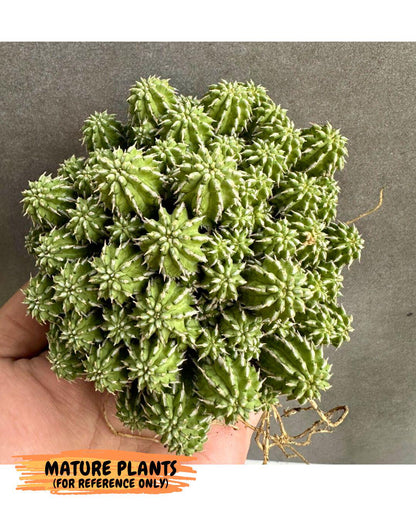 Sepulta Cluster Cactus (b) | Imported Cactus | Rare Succulent