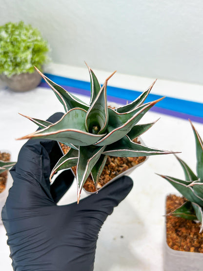 Sansevieria Pinguicula | Rare Import
