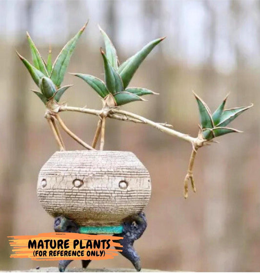 Sansevieria Pinguicula | Rare Import