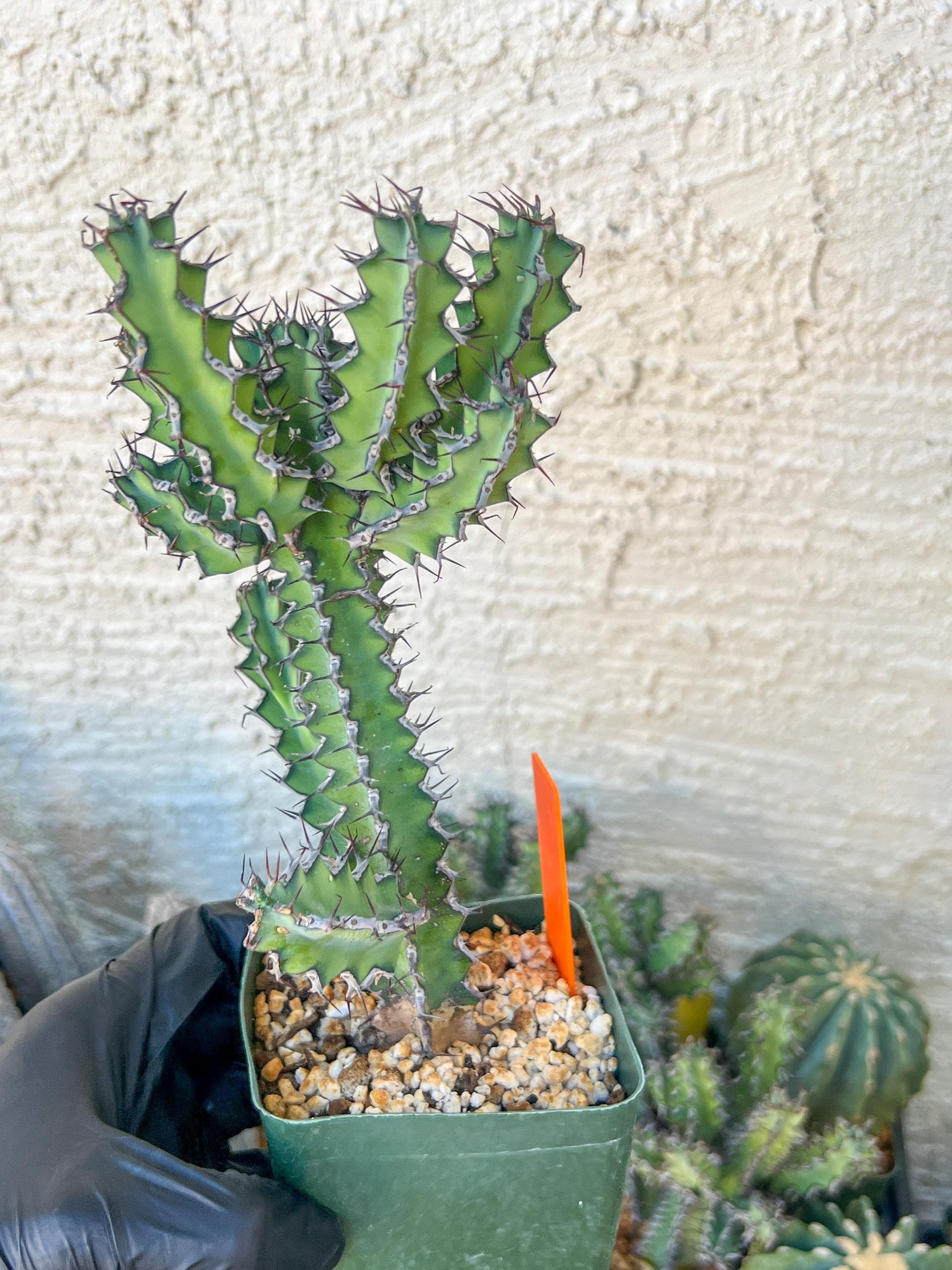 Cactus Petraea S. Carter | Succulent Cactus | Imported