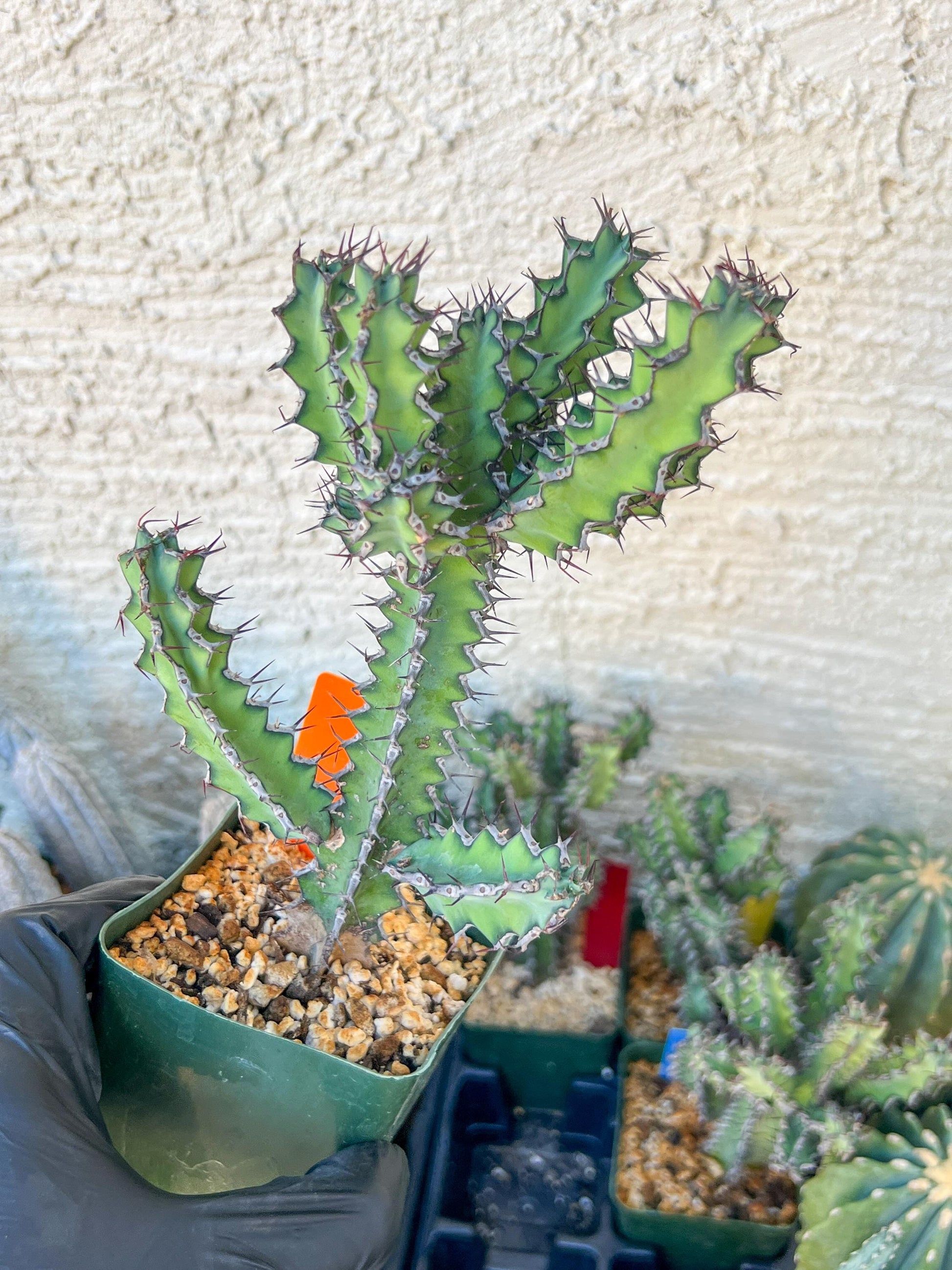 Cactus Petraea S. Carter | Succulent Cactus | Imported