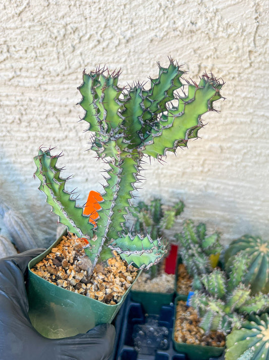 Cactus Petraea S. Carter | Succulent Cactus | Imported