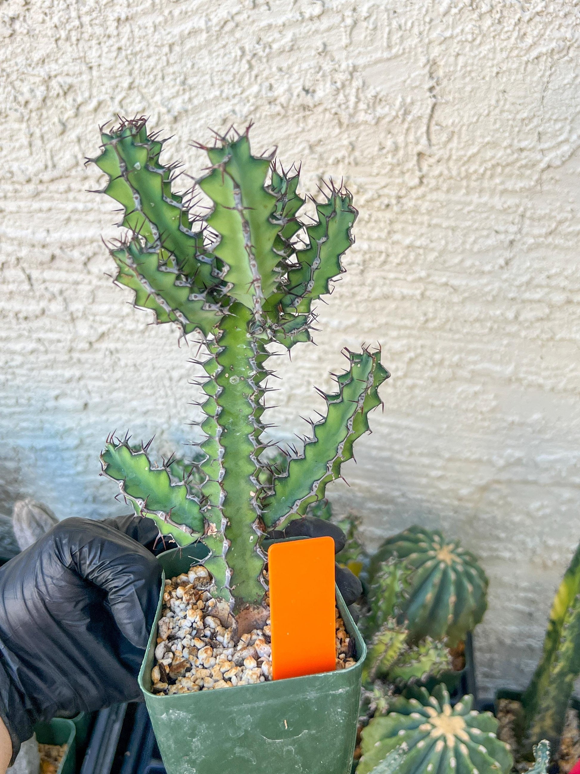 Cactus Petraea S. Carter | Succulent Cactus | Imported