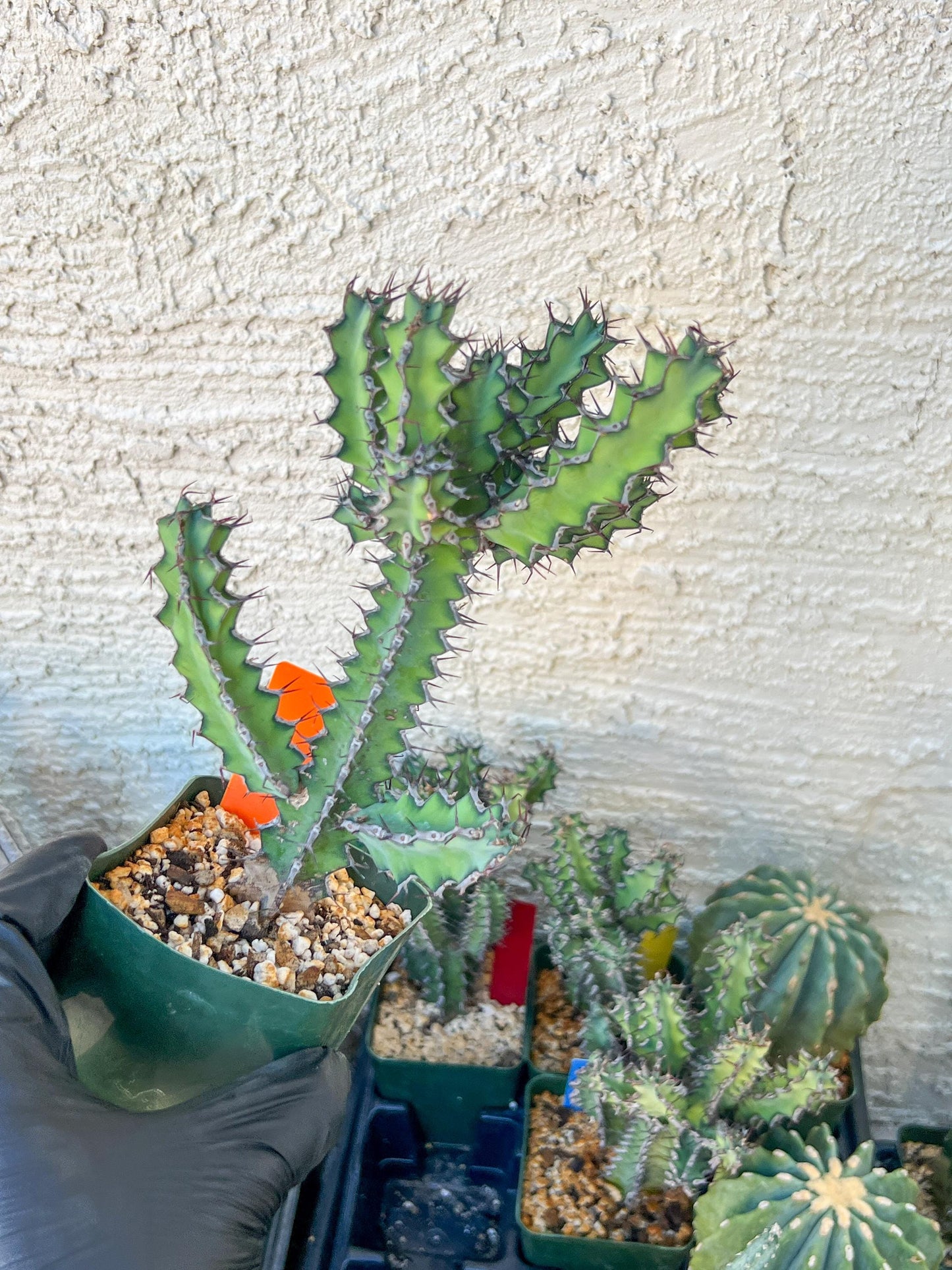 Cactus Petraea S. Carter | Succulent Cactus | Imported