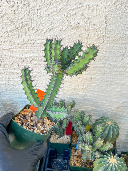 Cactus Petraea S. Carter | Succulent Cactus | Imported
