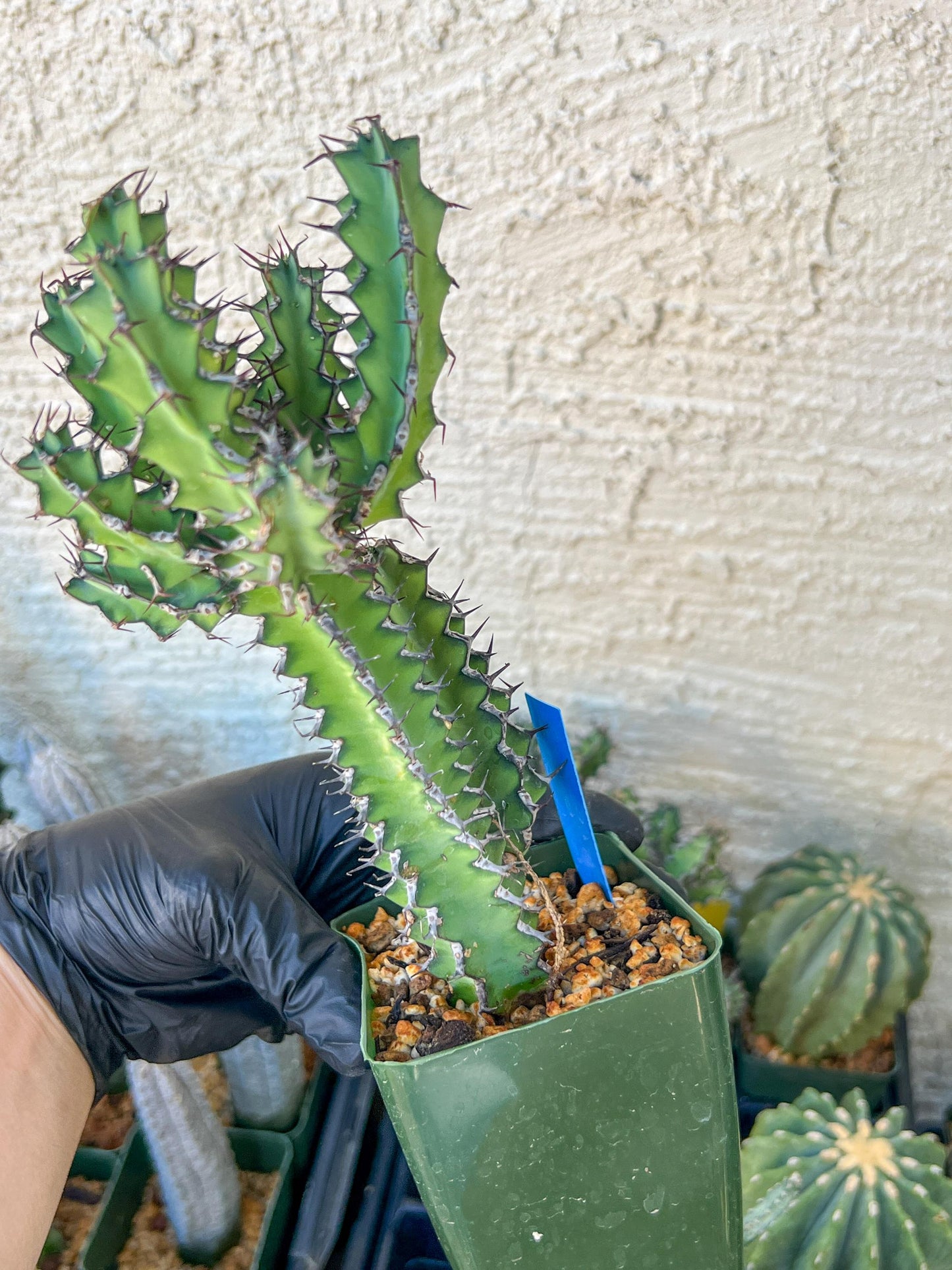 Cactus Petraea S. Carter | Succulent Cactus | Imported