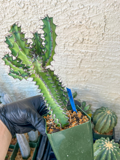 Cactus Petraea S. Carter | Succulent Cactus | Imported