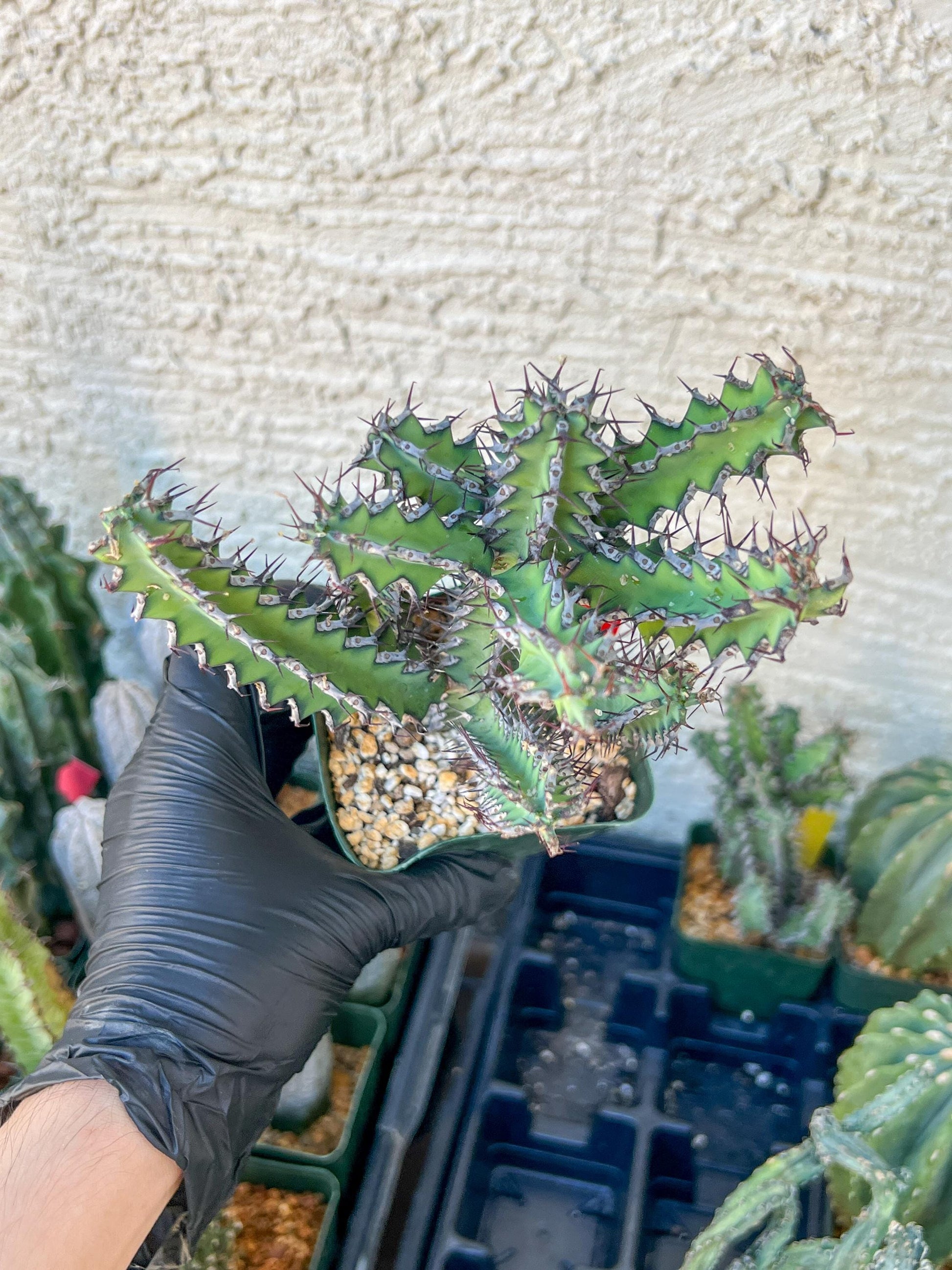 Cactus Petraea S. Carter (R-Y) | Around 7~8Inch tall