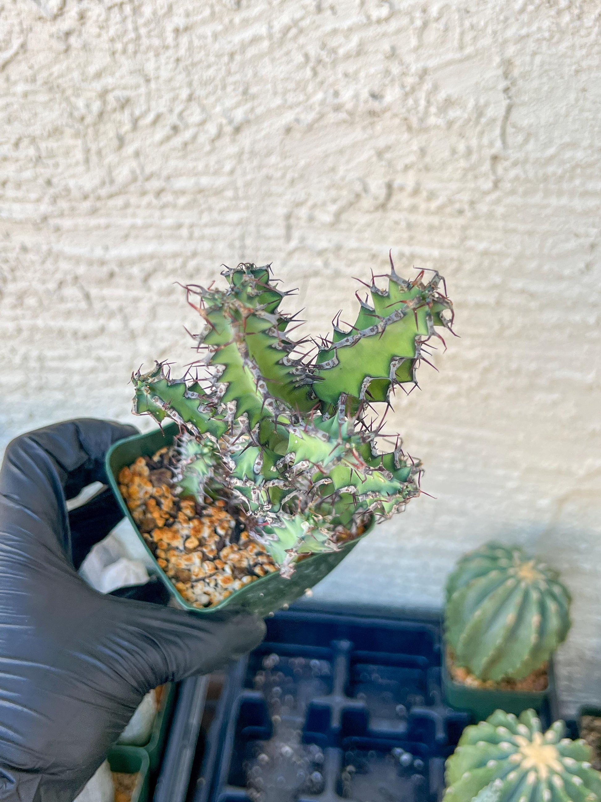 Cactus Petraea S. Carter (R-Y) | Around 7~8Inch tall