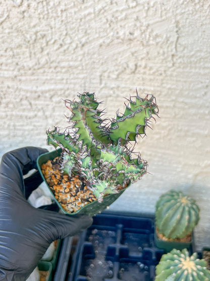Cactus Petraea S. Carter (R-Y) | Around 7~8Inch tall