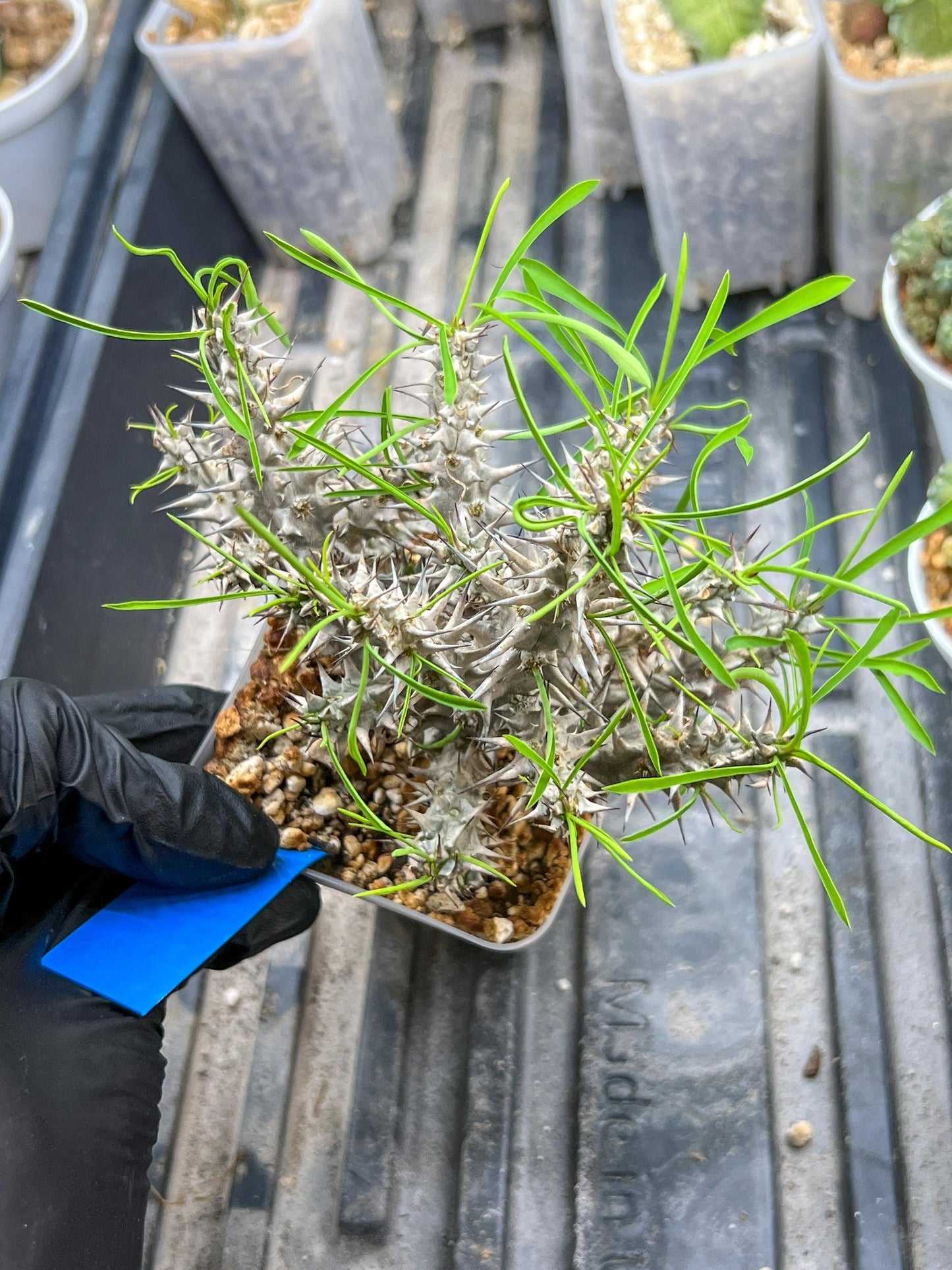 Euphorb Genoudiana (B-G) | imported Plants