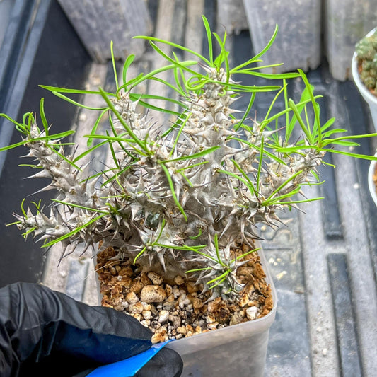 Euphorb Genoudiana (B-G) | imported Plants